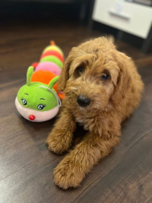 Goldendoodle baiat