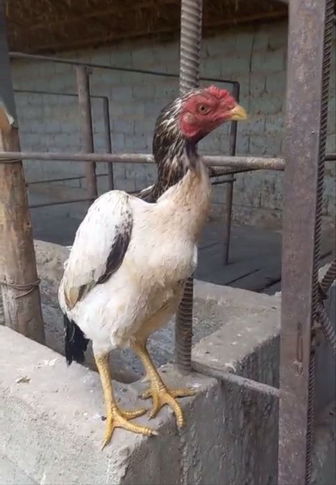 Шамо тауық 1,5 жылдық