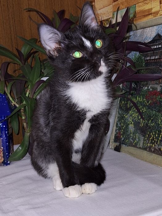 Наоми ищет самую добрую и хорошую семью