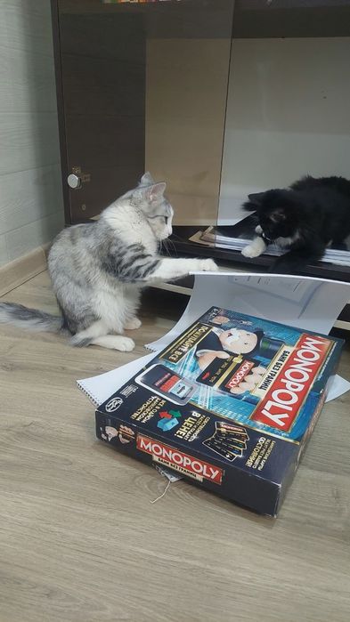 Котенок мальчик кастрированный Ташкент