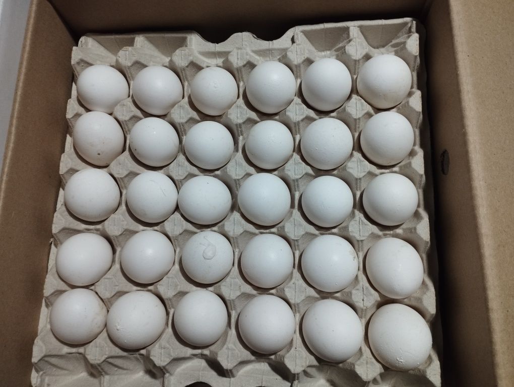 Продам яйцо куриное