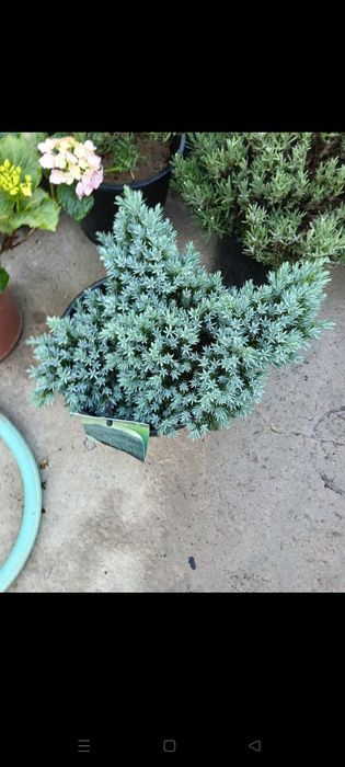 Можжевельники разных видов