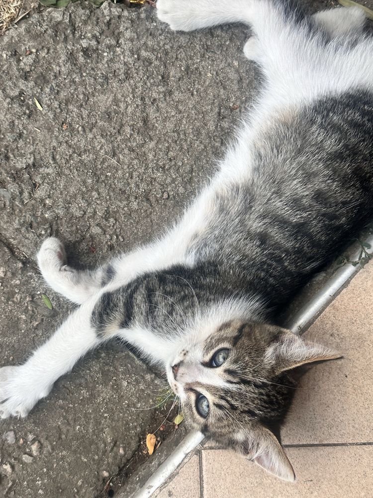 Малко котенце си търси дом