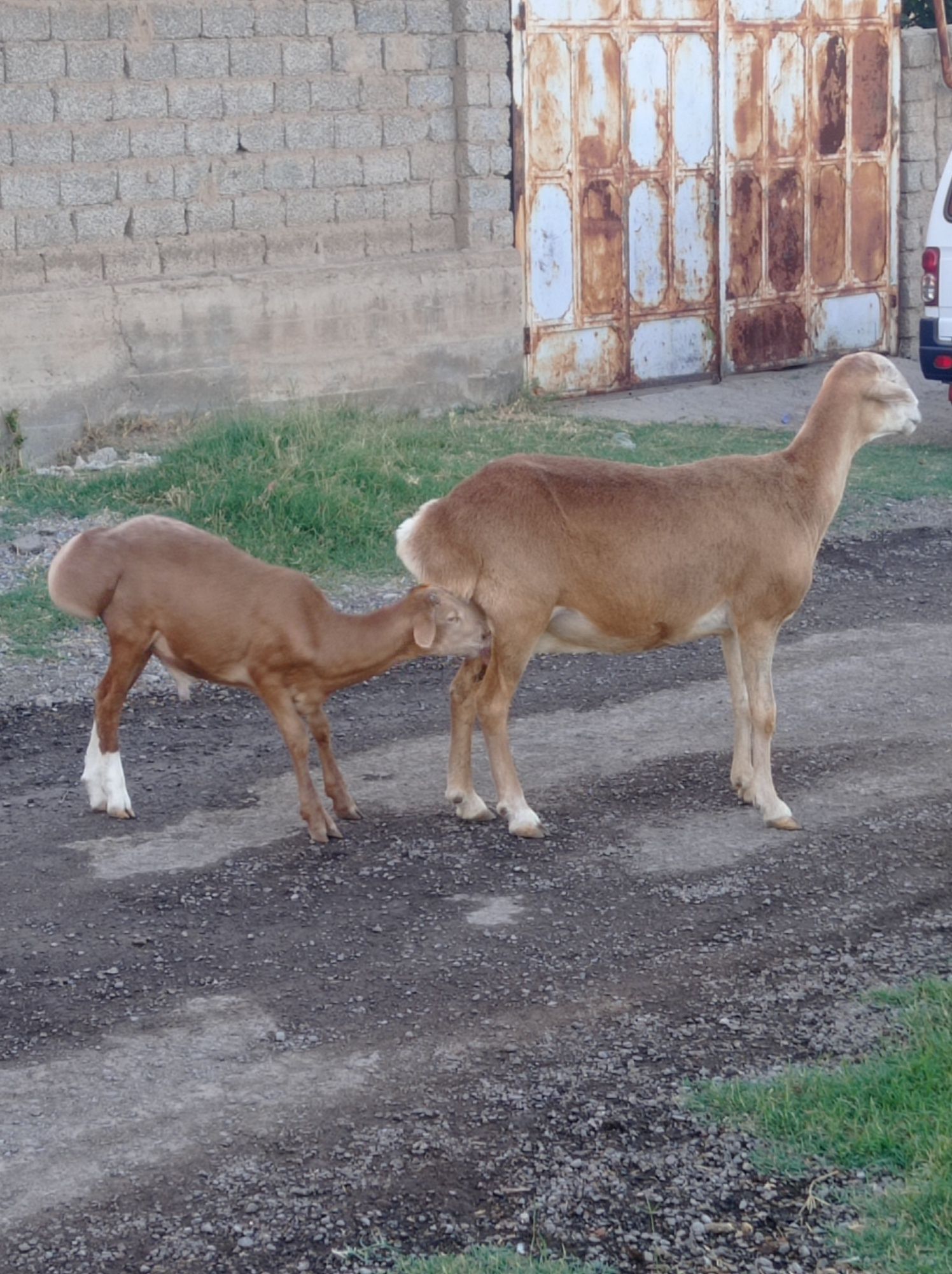 Avğon ona qõy sotiladi