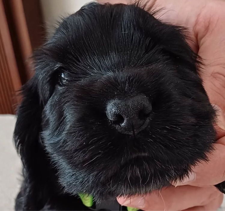 Лабрадор ретривер