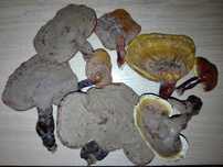 Гъби Рейши (Ganoderma lucidum)