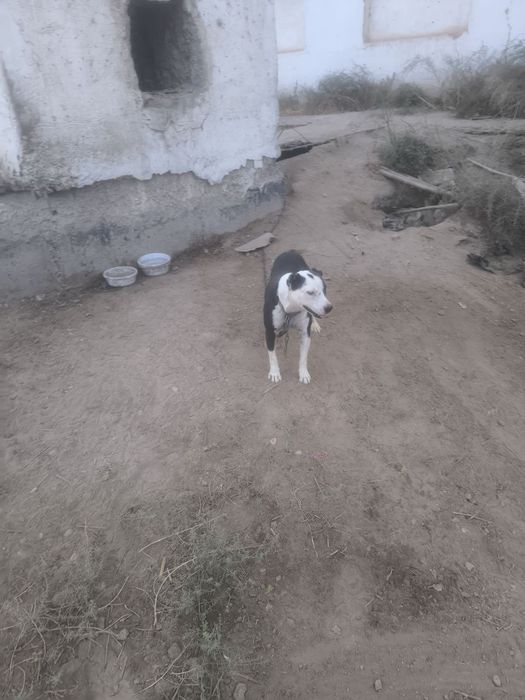 Pit Bull dog, Pitbull, питбуль