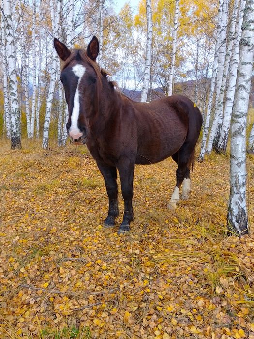 Se vinde mânză de aproape 2 ani