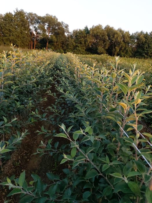 Pepiniera Cristea Ioan