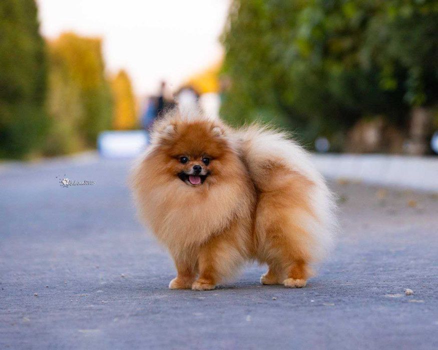 Вязка  Померанский Шпиц