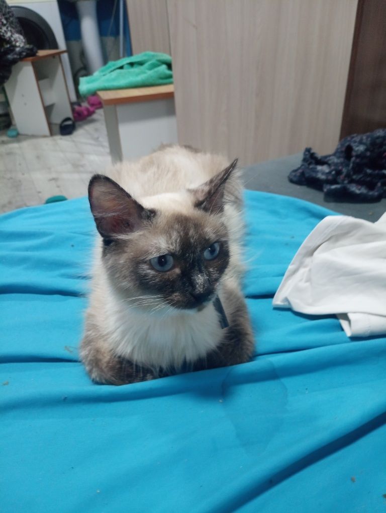 Отдам Сиямскую кошку с котятами