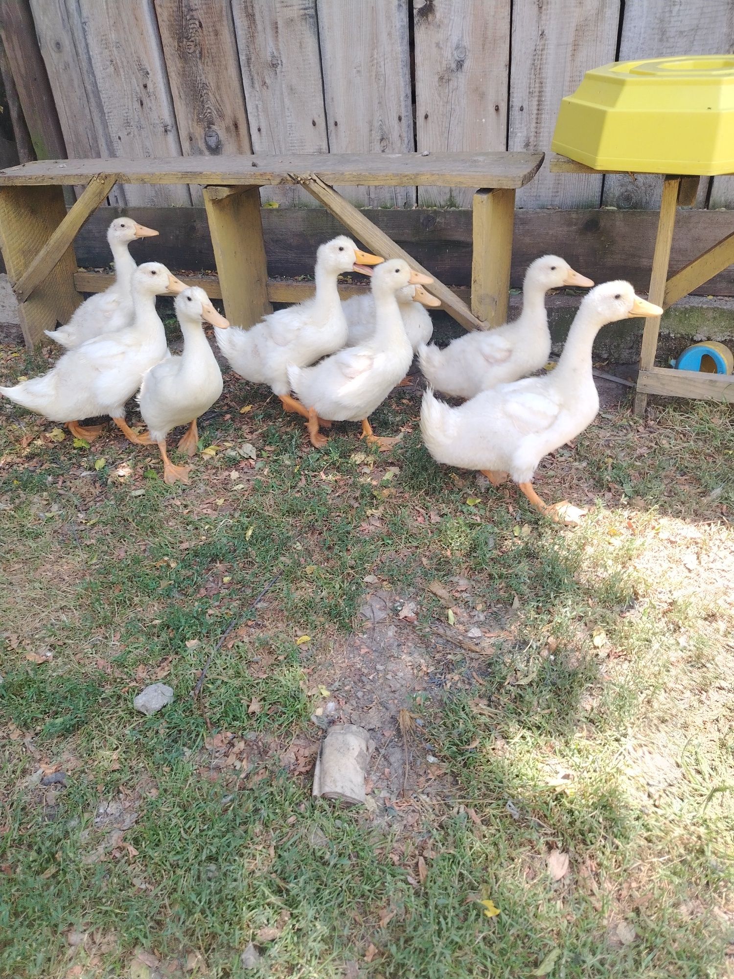 Vând boboci de rață Pekin