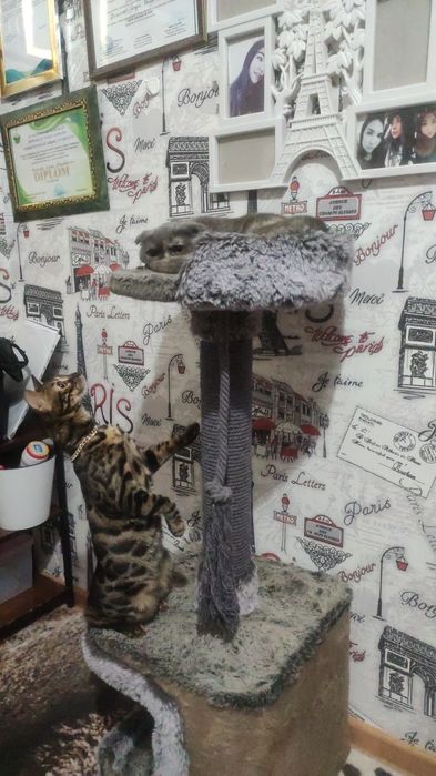 Бенгальская кошка