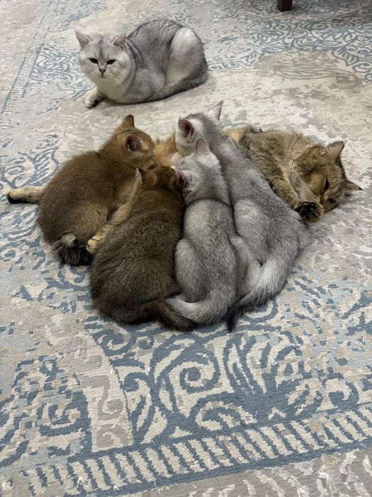 Котята. Британская шиншилла 4 шт
