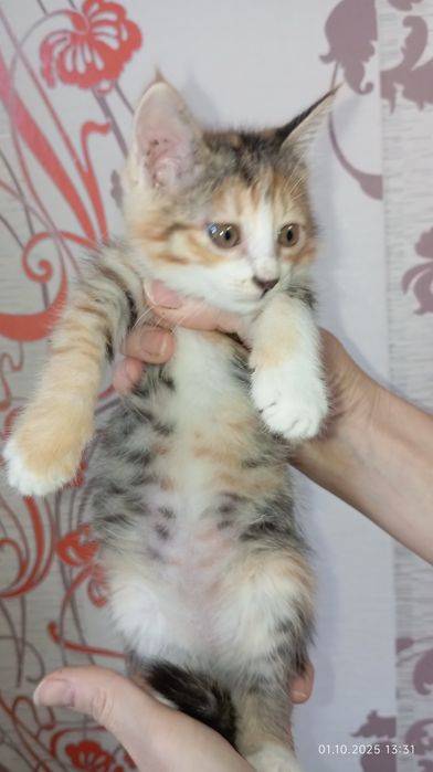 Отдал котёнка в добрые руки