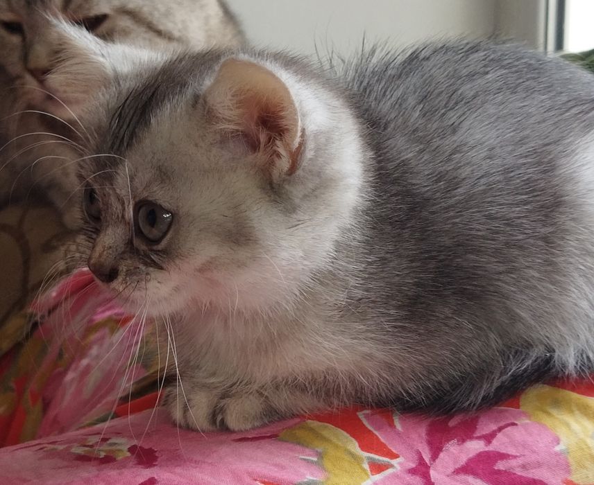 Шотландские котята