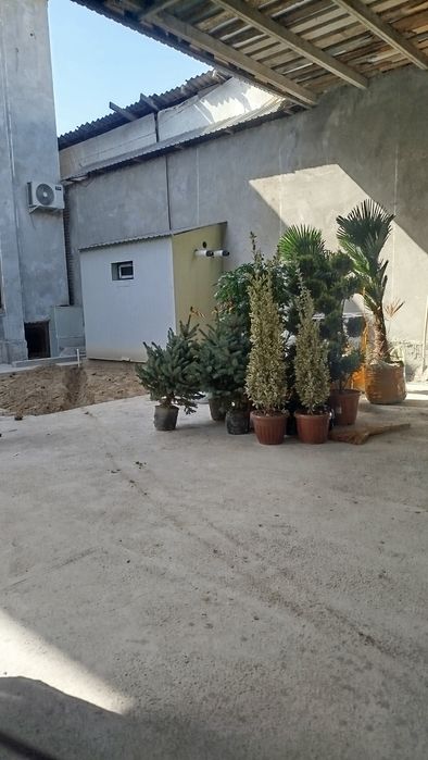 Archa va dekorativ o'simliklar