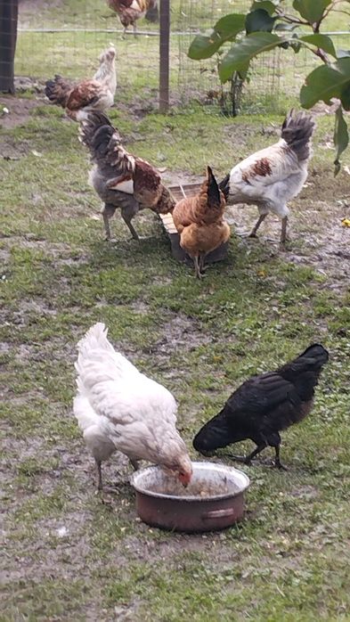 Vând cocosi ameraucana din iunie 2025 crescuți natural