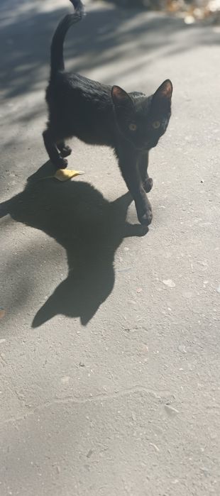Котик -уголек ищет хозяев!