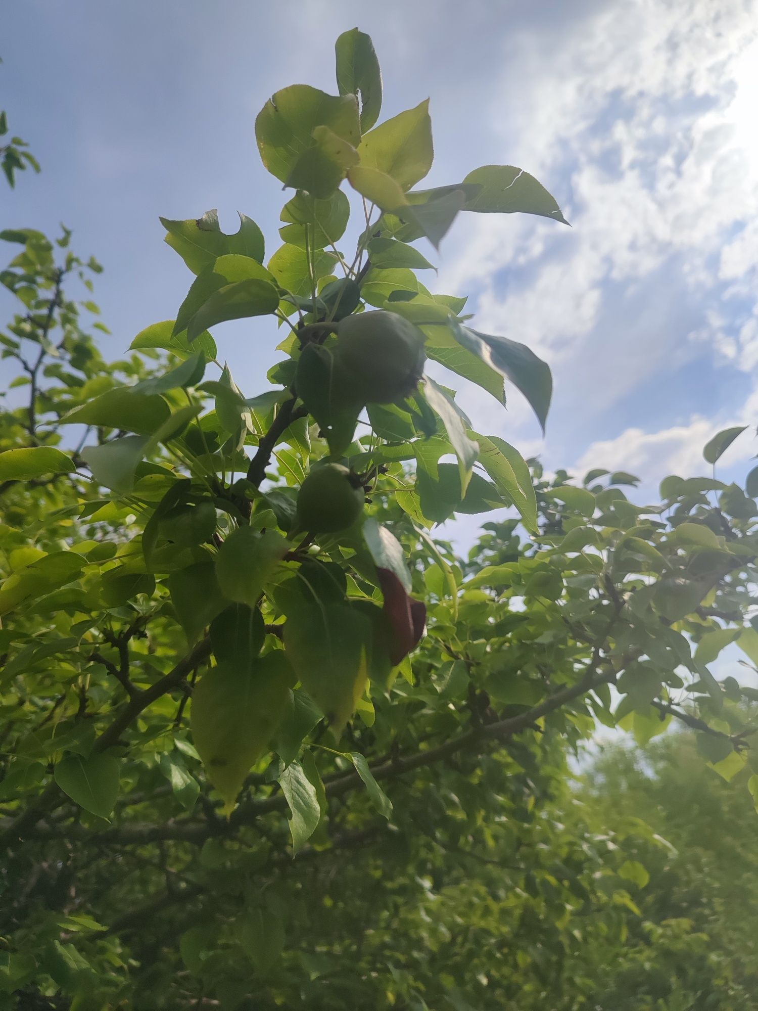 Продам дачу на бухтарме 3 уровня