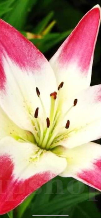 Bulbi de ftin 5 lei buc