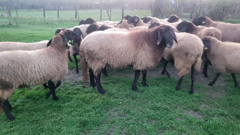 Vând 2 berbeci carabase