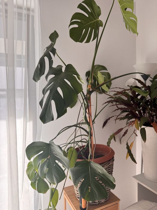 Monstera deliciosa