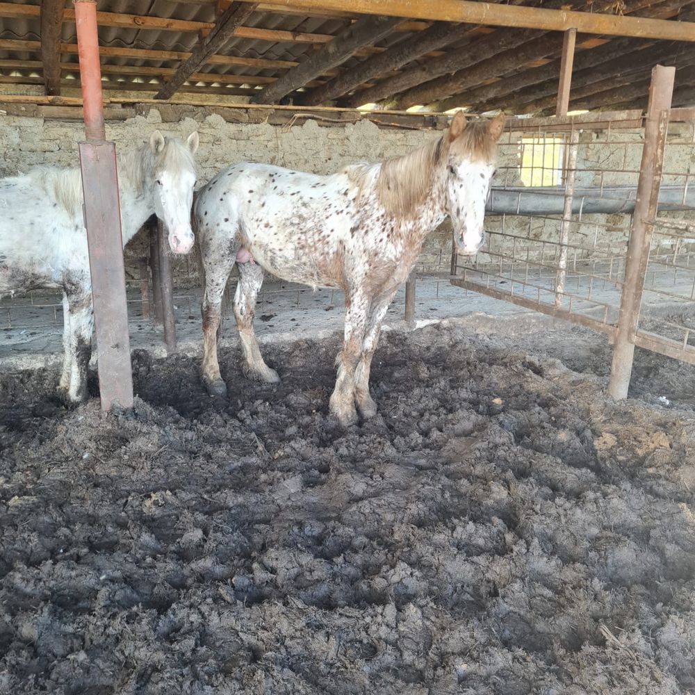 Продам двухгодовалых жеребцов