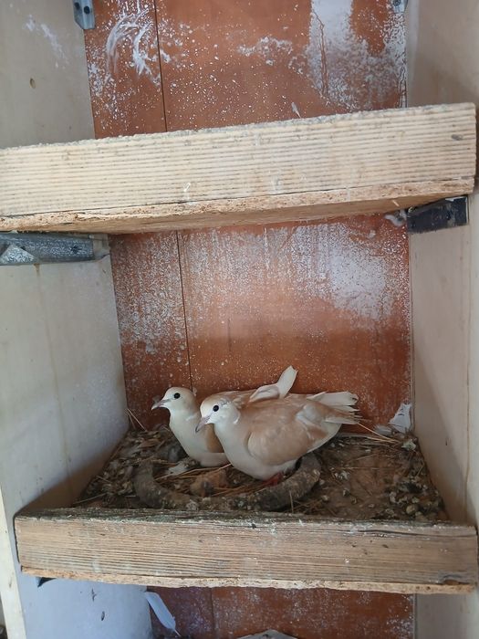 Vind Jucători de Amara,Voltați cu coada neagră,Turturele răzătoare,