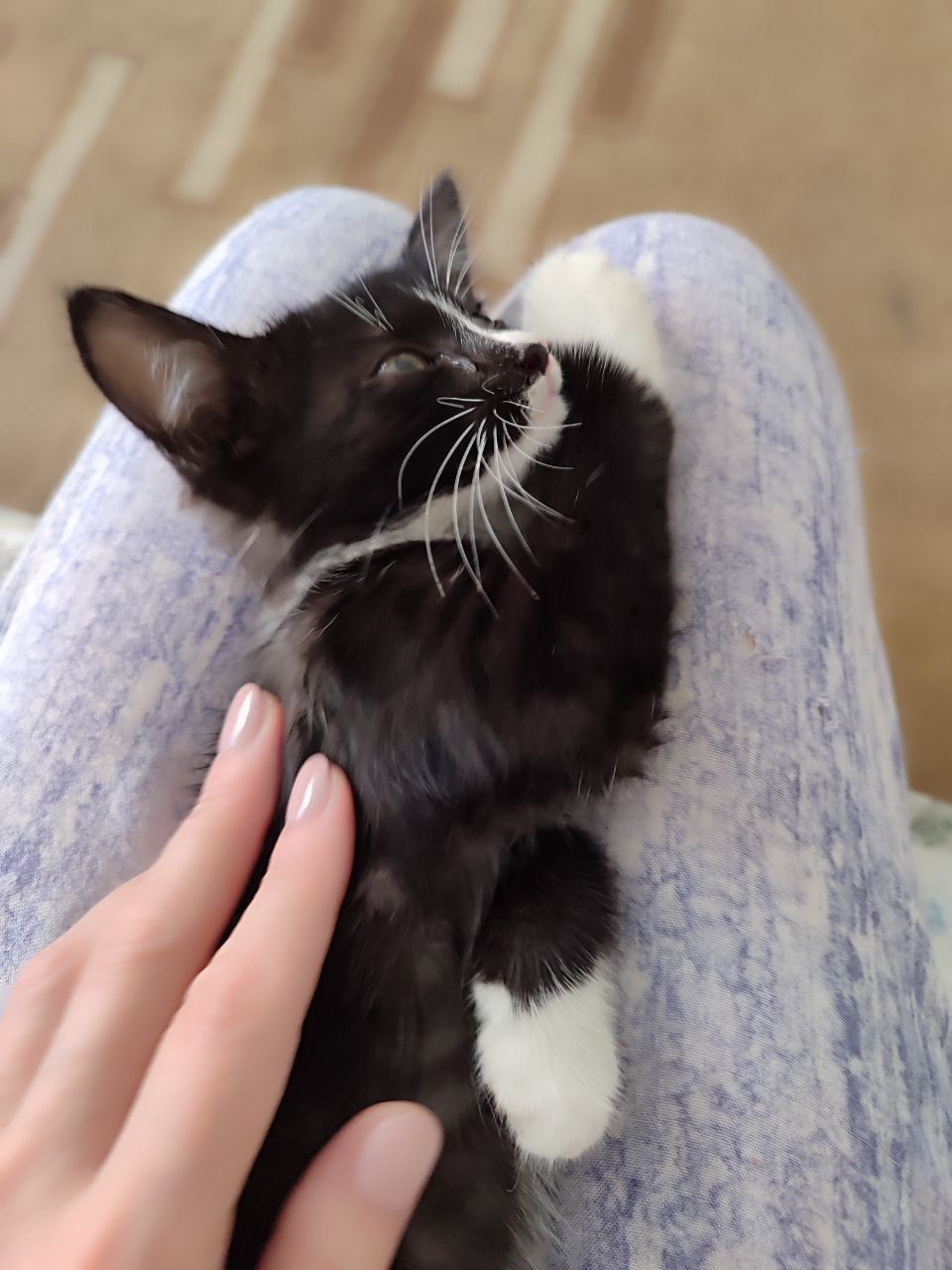 Продается котенок домашний
