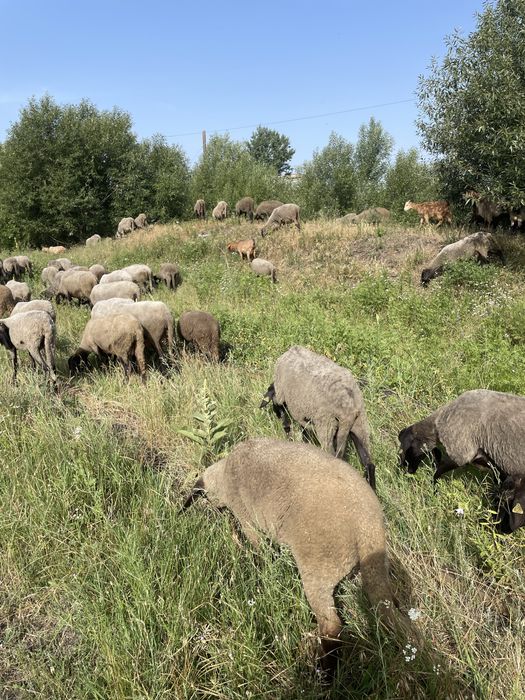 Ingrasamant natural!