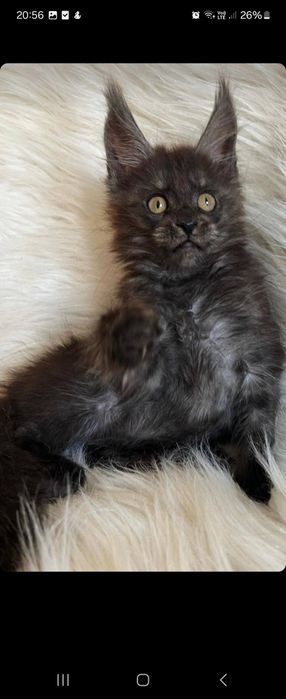 Чистокровная шикарная девочка