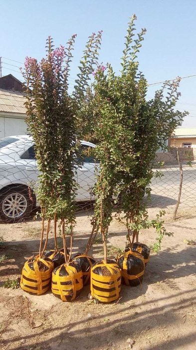 Сирен декоратив кучатлар