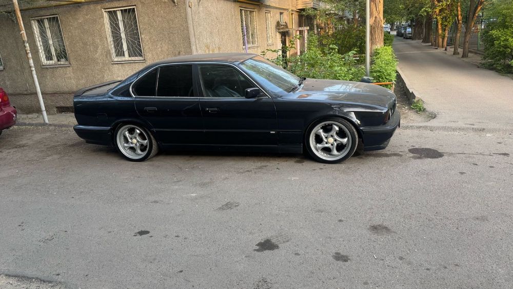 ПРОДАМ БЕХУ широкомордую 95 года