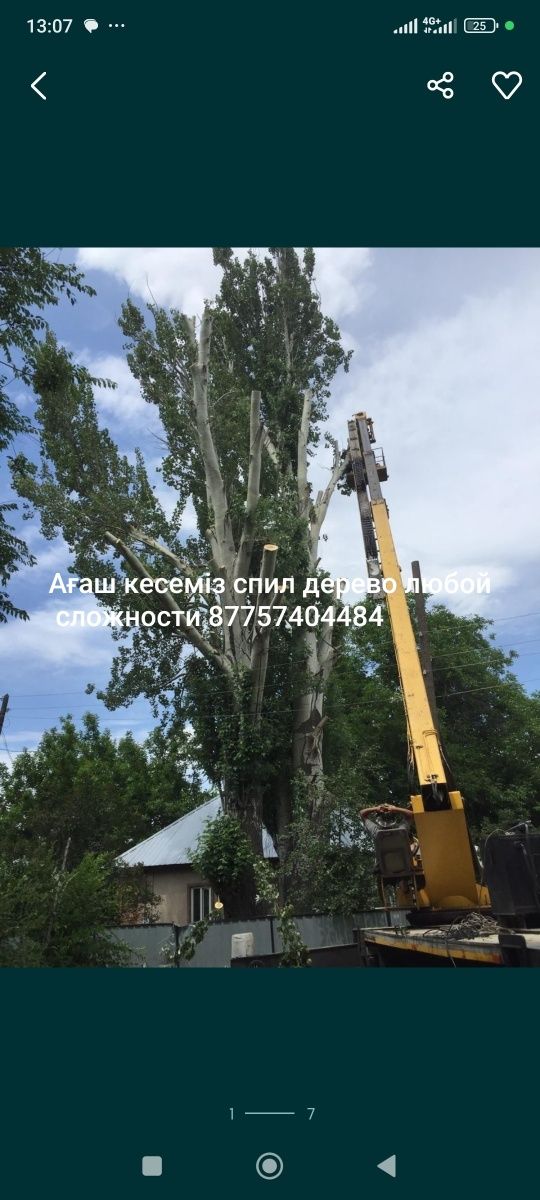 Спил деревьев Алматы.Санитарная обрезка деревьев.спил деревьев