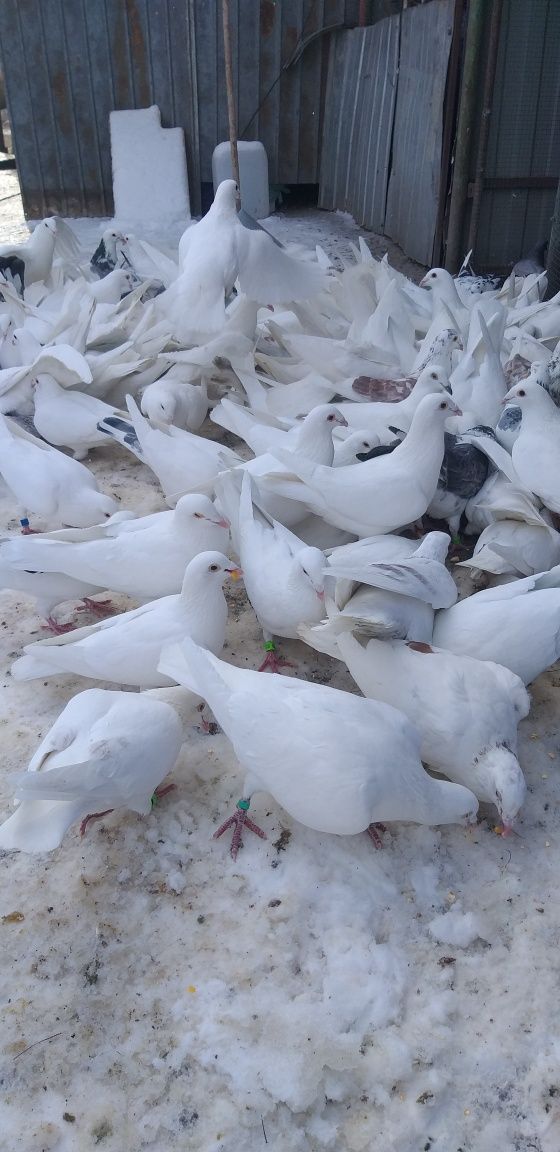 Porumbei albi de vânzare onești