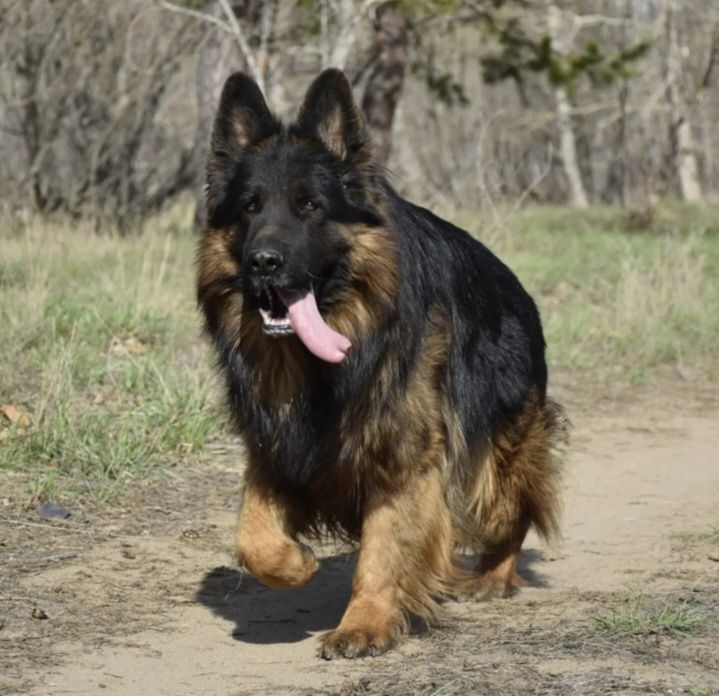 Предлагаются щенки Немецкой овчарки