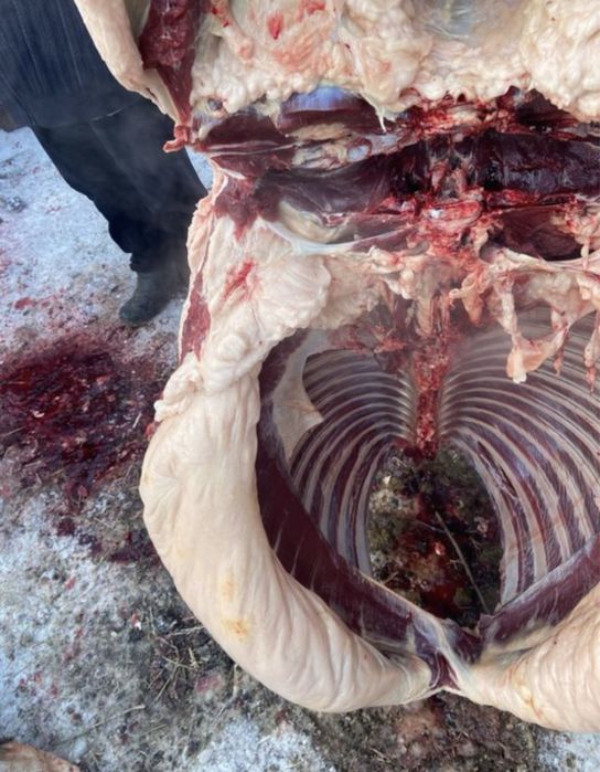 Соғым еті бар Согым бие мясо конина жабагы мясо мяса