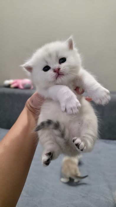 Котенок британская шиншилла