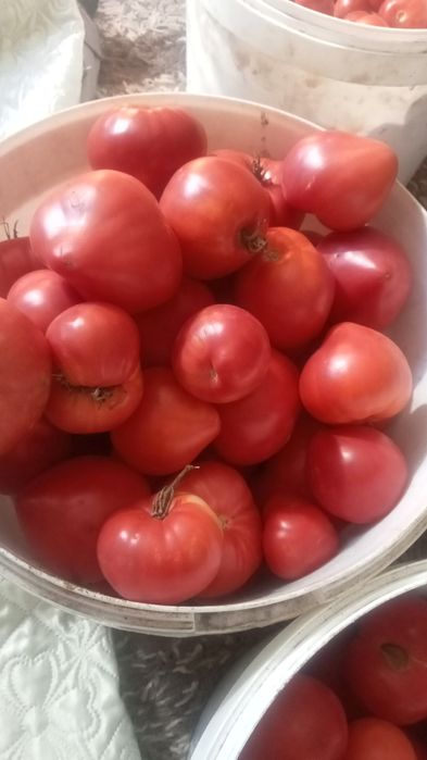 Продам домашние помидоры