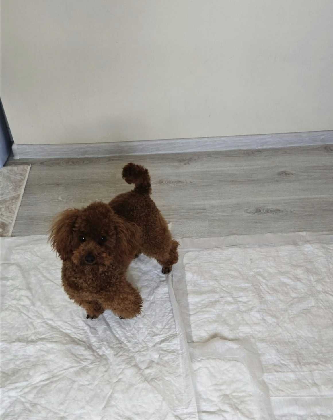 Той пудел мъжко toy poodle