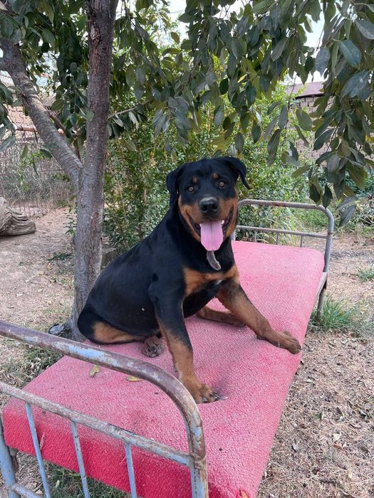 Kuchu sotiladi 1 yosh boʻldi toza qaralgan vaktsinalarni qilingan.