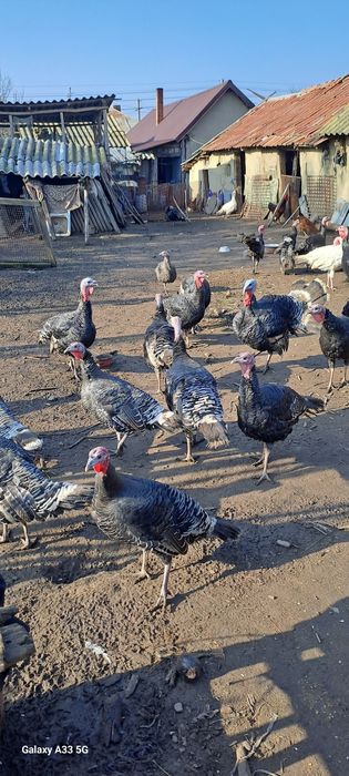 Pui curcă de vânzare