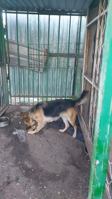 Продам собаку хорошо
