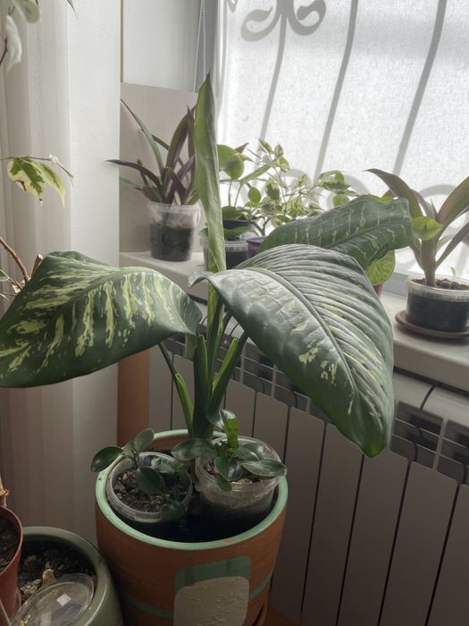 Продам Диффенбахию большую