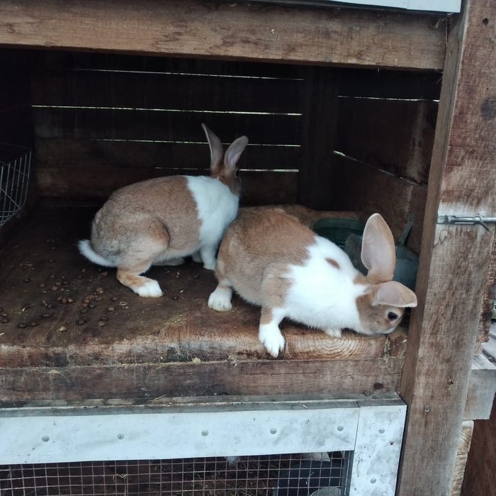 Vînd iepuri hicolle francez și secuiești