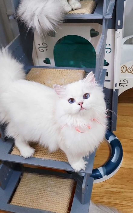 Fetita british longhair din parinti Campioni Mondiali, ochi albaștri