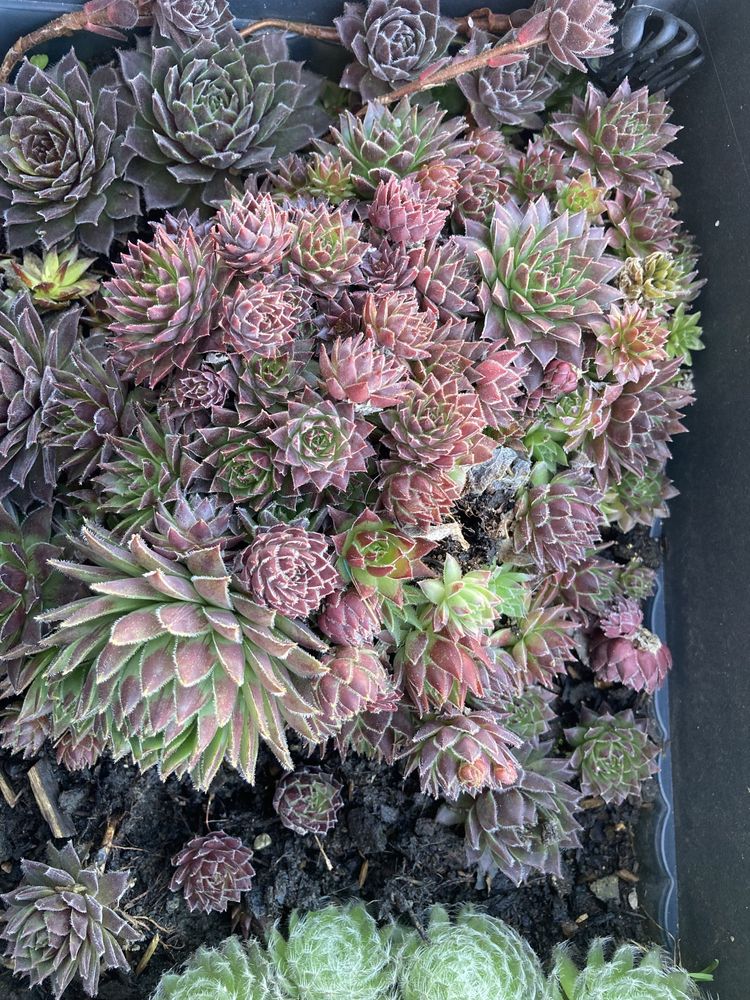 Suculente mix Sempervivum