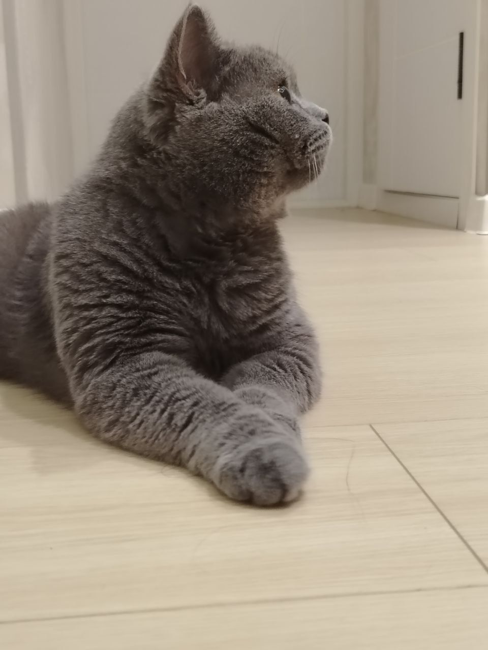 Zotdor Mushuk sotiladi