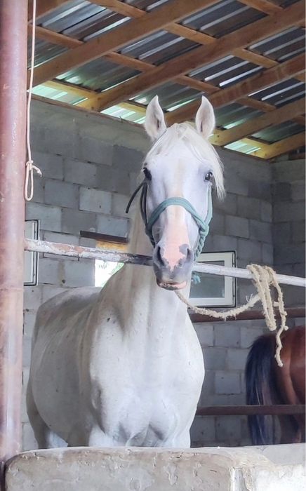 Продается жеребец, Айғыр сатылады